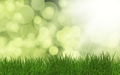 Eco Friendly Society and the Role of the Nature Clubs