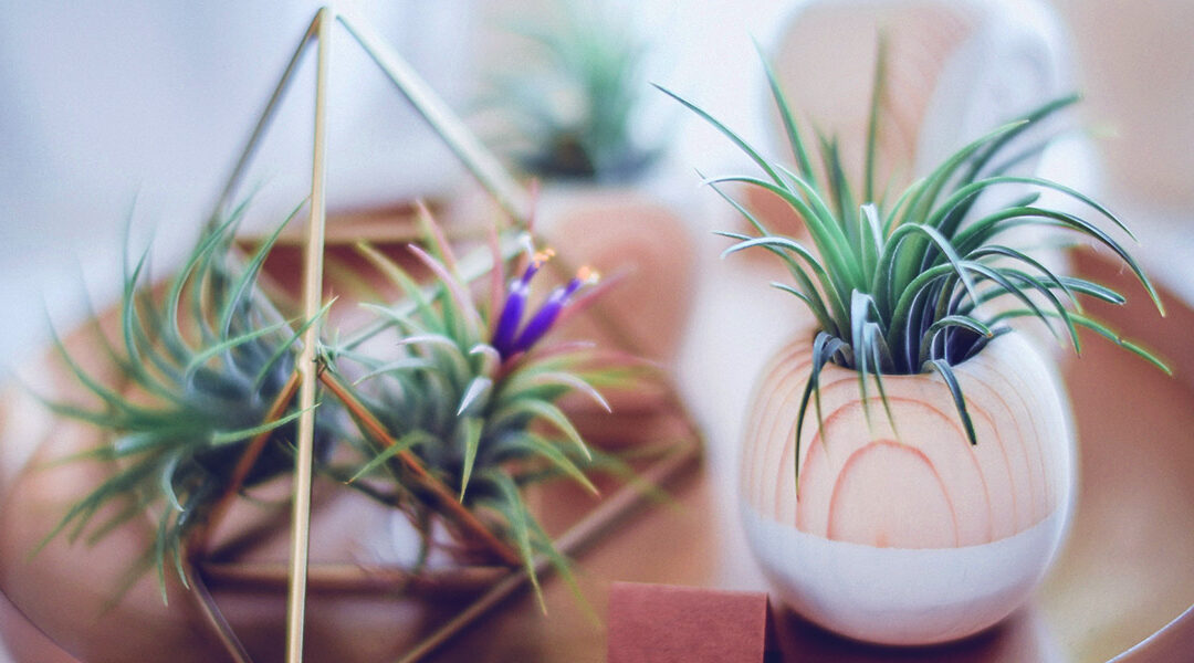 The Advantages of the Plants from Nurseries in Comparison with the Home-made Plants