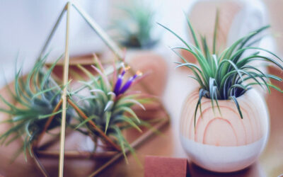 The Advantages of the Plants from Nurseries in Comparison with the Home-made Plants