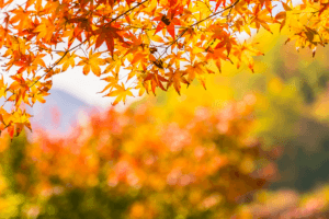 New Devices and the Trends in Photography