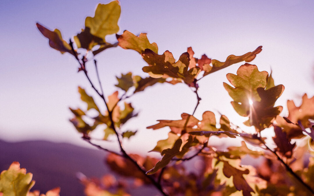 Emotional Intelligence and the Psychology Linkages